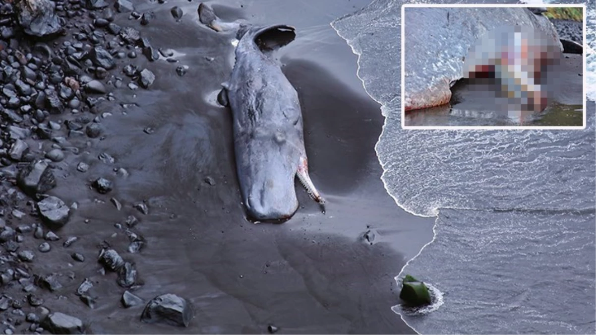 Karaya vuran ispermeçet balinasının içinden 500 bin Euro değerinde amber çıktı